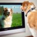Pourquoi un chien regarde la télé ?