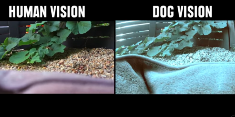 Comment les chiens voient les humains ?