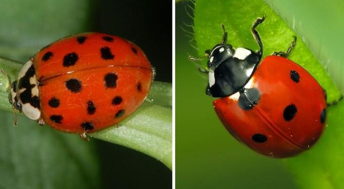 Comment reconnaître les bonnes coccinelles ?