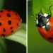 Comment reconnaître les bonnes coccinelles ?