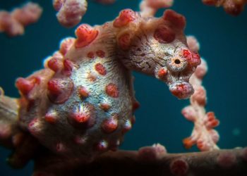 Est-ce que l'hippocampe est un mammifère ?