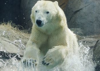Pourquoi les ours blancs s'embrassent ?