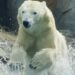 Pourquoi les ours blancs s'embrassent ?
