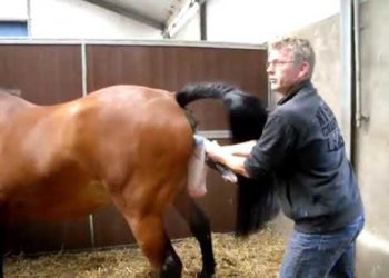 Comment les cheval se reproduisent ?