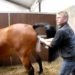Comment les cheval se reproduisent ?