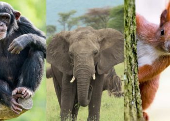 Quel animal voit comme l'humain ?