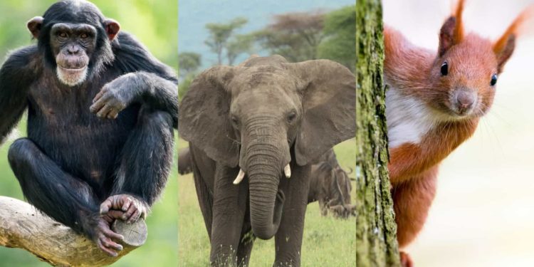 Quel animal voit comme l'humain ?