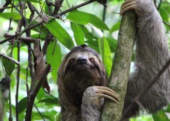 Est-ce que la méduse est un mammifère ?