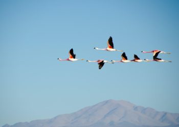 Pourquoi certains oiseaux ne migrent pas ?