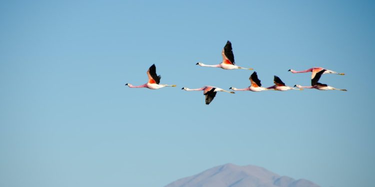 Pourquoi certains oiseaux ne migrent pas ?