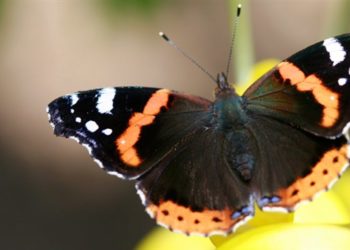 Pourquoi y A-t-il beaucoup de papillons ?
