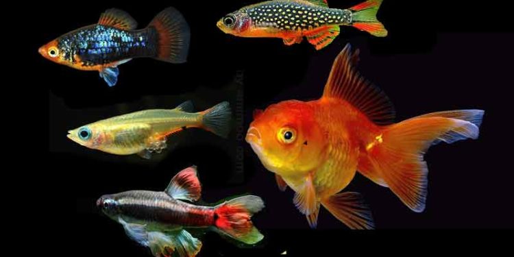 Quels sont les poissons qui vivent dans les abysses ?