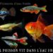 Quels sont les poissons qui vivent dans les abysses ?