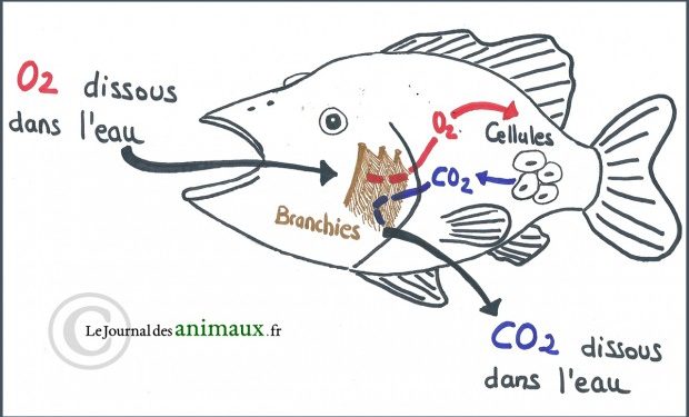 Comment se fait la respiration chez les poissons ?