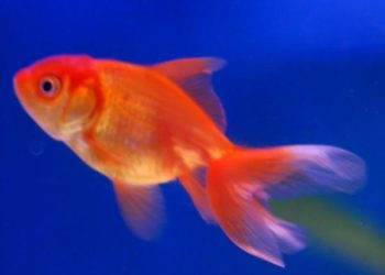 Comment faire pour que mes poissons se reproduisent ?