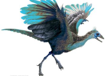 Pourquoi les oiseaux n'ont pas de dents ?