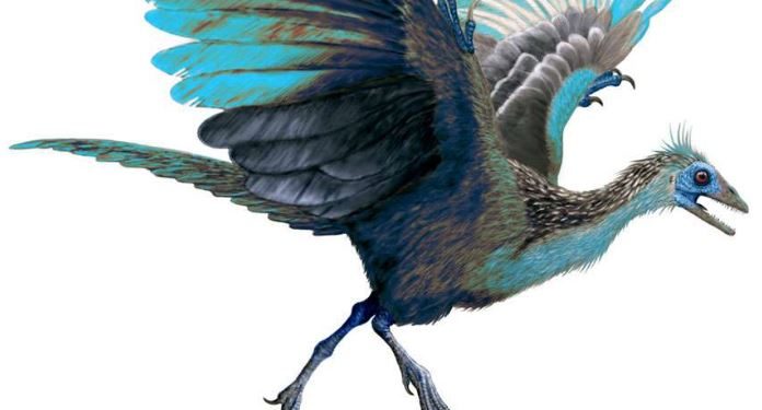 Pourquoi les oiseaux n'ont pas de dents ?