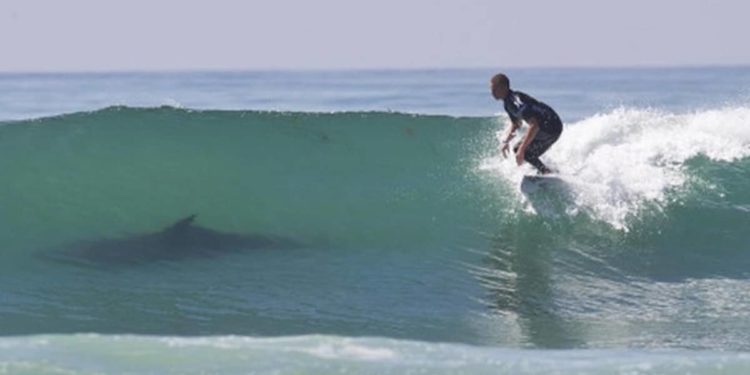 Pourquoi le requin-tigre attaque l'homme ?