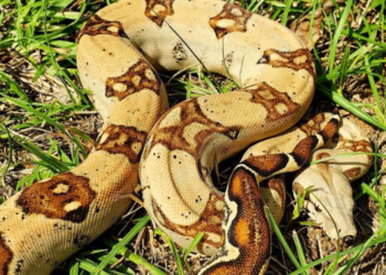 Quand naissent les serpents ?