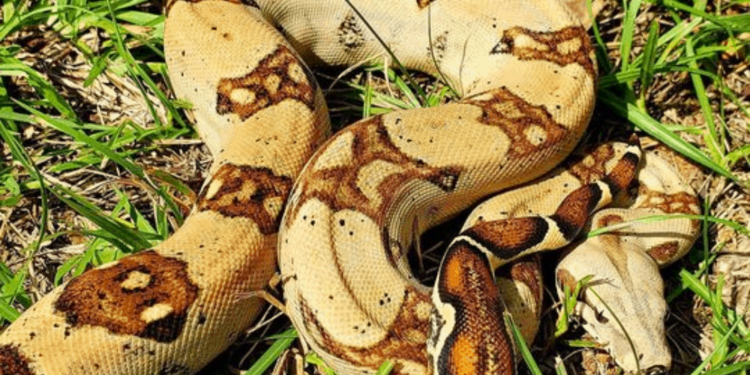 Quand naissent les serpents ?