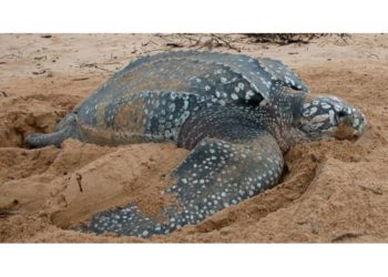 Quelle est la plus petite tortue ?