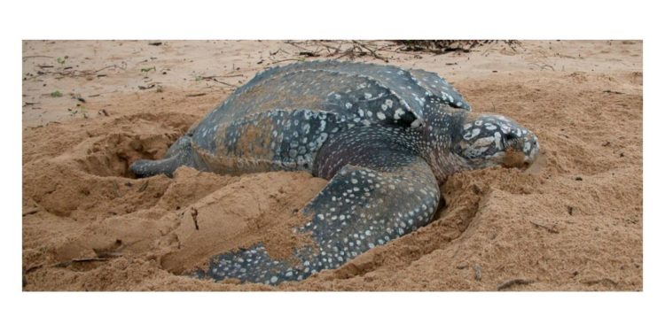 Quelle est la plus petite tortue ?