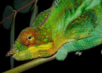 Pourquoi les animaux changent de couleur ?