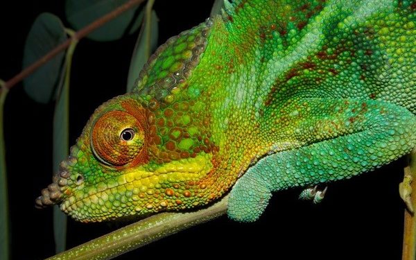 Pourquoi les animaux changent de couleur ?