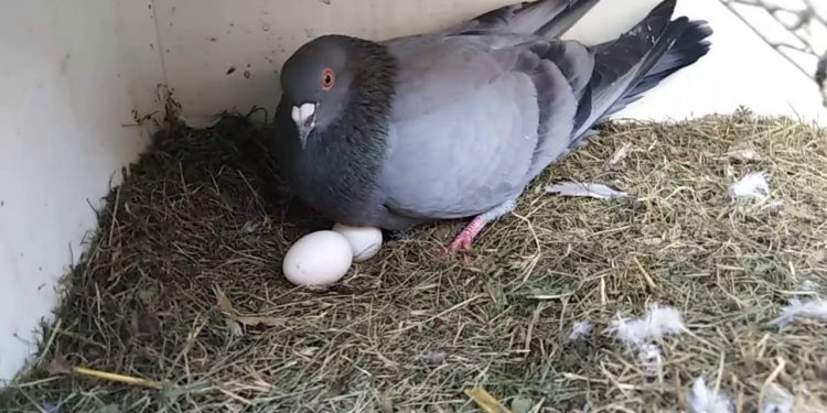 Quand les pigeons pondent ?