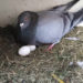 Quand les pigeons pondent ?