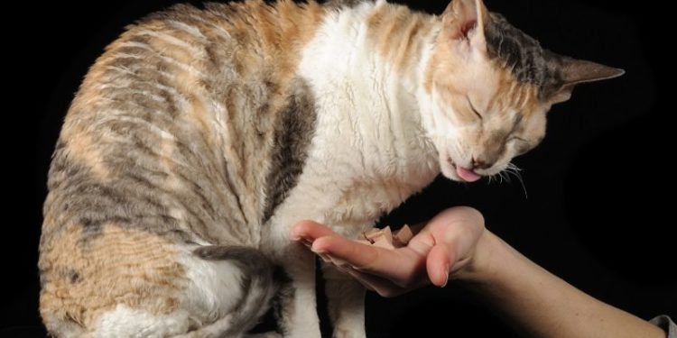 Est-ce qu'une allergie au chat peut disparaître ?