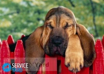 Comment enlever l'odeur de chien dans un appartement ?