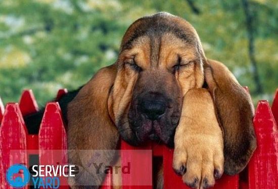 Comment enlever l'odeur de chien dans un appartement ?