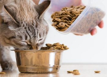 Quelle quantité de nourriture par jour pour un chat ?