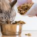 Quelle quantité de nourriture par jour pour un chat ?