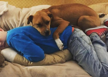 Quand un chihuahua devient adulte ?