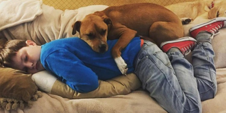 Quand un chihuahua devient adulte ?