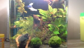 Quelle population avec des discus ?