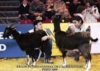 Comment savoir si ma chèvre a été prise par le bouc ?