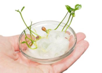 Comment faire germer des pépins de pomme dans du coton ?