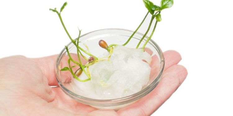 Comment faire germer des pépins de pomme dans du coton ?