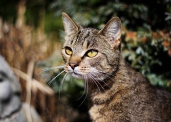 Pourquoi un chat mange tout le temps ?