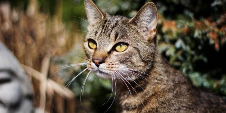 Pourquoi un chat mange tout le temps ?