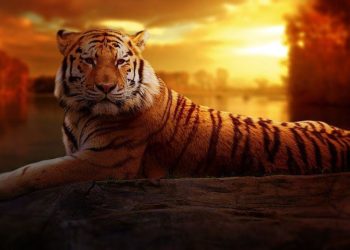 Où vit le Caïman ?