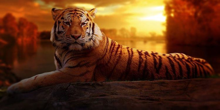 Où vit le Caïman ?