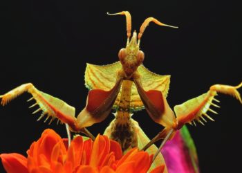 Pourquoi la mante religieuse tué son mâle ?