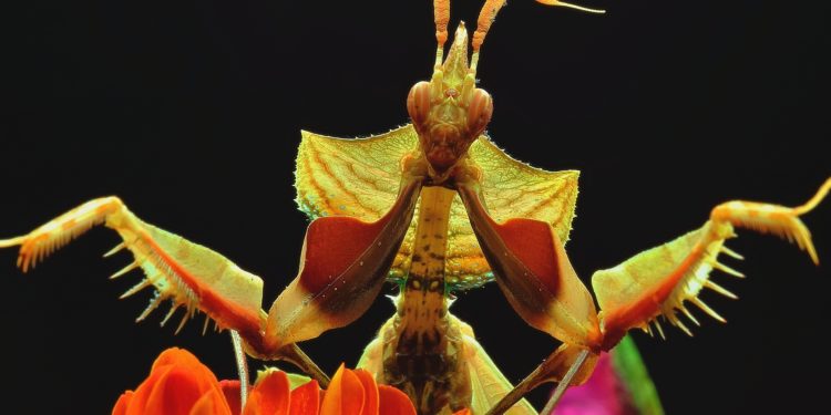 Pourquoi la mante religieuse tué son mâle ?