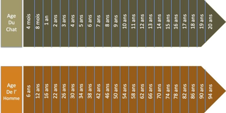 Quel âge a un chat de 4 mois ?