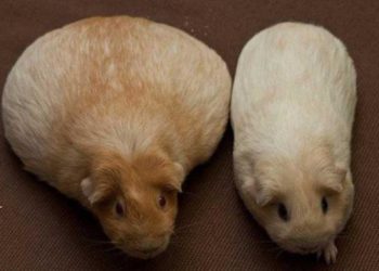 Comment savoir si mon cochon d'Inde est en gestation ?