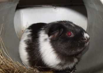 Comment Calcule-t-on l'âge d'un cochon-dinde ?